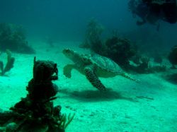 This Sea Turtle was shot in the Bahamas with an Olympus C750 by Marc Lavinthal 